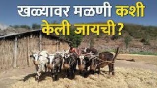 बैलांच्या साहाय्याने केली जाणारी भात मळणी | पारंपारिक भात मळणी | बैलांची मळणी | शेती | farming |...