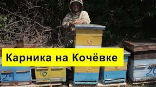 Карника Пешец на кочёвке, продажа пчеломаток, пчёлы на поилке.