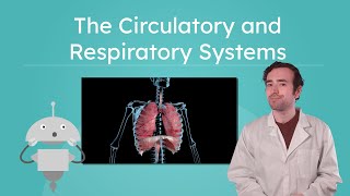 The Circulatory and Respiratory Systems - How We Breathe and Circulate Blood