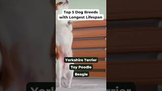 ✅ Top 5 Dog Breeds with the Longest Lifespan #shorts