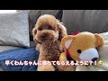 【トイプードル】初めてのお友達？！犬嫌い克服できるのかな？🫣