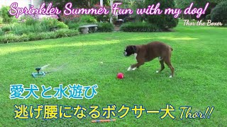 ボクサー犬Thorと水遊び💦🐕/Summer Sprinkler Fun with my Boxer Dog!