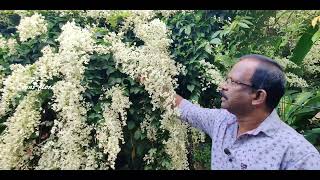 ഇലകൾ  കാണാതെ  പൂവിടും || manimulla  ||flowering creeper plant