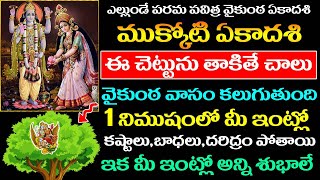 ఎల్లుండే ముక్కోటి ఏకాదశి ఈ చెట్టును తాకితే చాలు వైకుంట వాసం,కష్టాలు దరిద్రం పోయి కుబేరులు అవుతారు