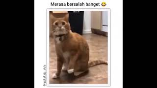 Duh Kasian!!! #shorts #kucing #lucu #memes