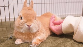 寝床を占領されてイライラしたウサギが飼い主の手を攻撃してきました...【No.367】