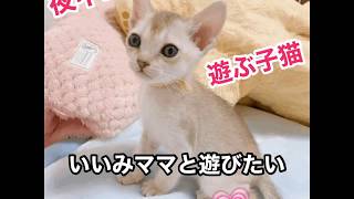 夜中2時に遊ぶ生後1カ月シンガプーラ子猫【アンファミリー】