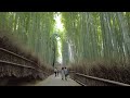 kyoto walk from arashiyama to sagano cherry blossom season 4k