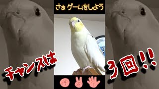 【オカメインコ】今日のじゃんけん #4【3回勝負】#shorts