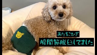 【京都探犬隊　トイプードル】今回は小麦の脱臼の一か月間です。