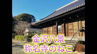 金沢八景 称名寺のねこ