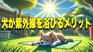 【要注意】愛犬が紫外線を浴びるメリット3選とリスク3選と紫外線対策【獣医師解説】