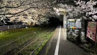 【2022年】金武、肥前久保、浦ノ崎駅の桜