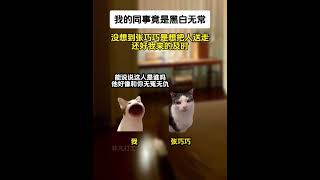 《非凡打工》第21～22集#猫meme #猫meme小剧场