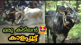 🤩🐂 ഒരു തകർപ്പൻ കാളപ്പൂട്ട് മത്സരം | Kaalapoottu | Cattle Race | Vlog | Jerin Joy