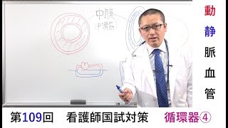 看護師国家試験対策　循環④（動静脈血管）　【ペンクタンク】