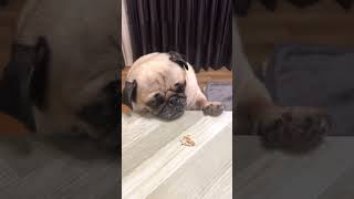 [パグ pug]食べたいんですI want…