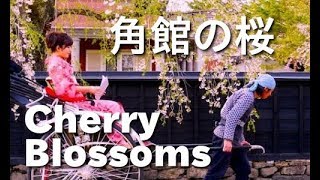 Cherry blossom in Kakunodate 秋田・角館の桜(sakura)祭り 武家屋敷・桧木内川堤 角館観光 Samurai houses