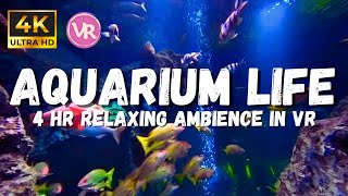 Sea aquarium sleeping ambience, 4 hours in VR underwater ASMR, stress relief, Underwater ambience