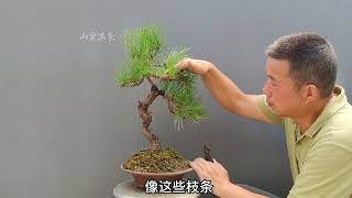 Strength regulation in black pine bonsai shaping and branch growth黑松盆景整型和枝條生長中的強弱調節