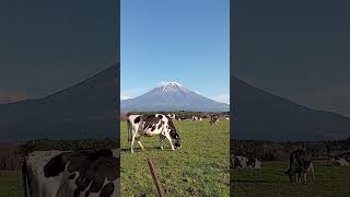 朝霧高原　富士山と牛さん