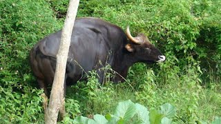 Wild animals come out of the forest; heavy crop damage; Farmers in trouble