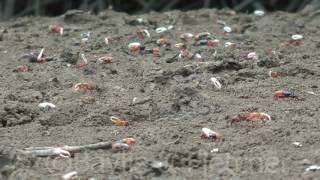 Fiddler crabs (Uca annulipes) dancing, Thailand. 20151004_122411.m2ts