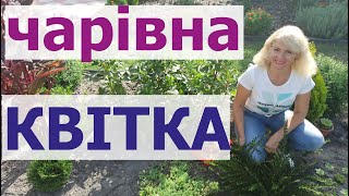 Найкрасивіша і найчарівніша квітка в ландшафтному дизайні