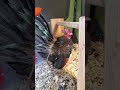 😆😆 deep nesting method revealed 🐓 miniature chicken videos 🐓