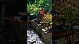 Bonsai trees in the sun and rain 🌦 #bonsai #japan #garden #bonsaigarden