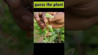 ఈ మొక్కని గుర్తు పట్టగలరా? guess the plant name