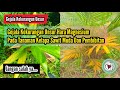 Gejala Kekurangan Magnesium Pada Tanaman Kelapa Sawit muda Dan Pembibitan