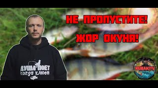 Когда НЕРЕСТ ОКУНЯ! Не пропустите ЖОР!