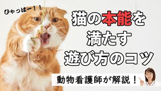 猫との遊び方 | 猫さまの本能を満たすおもちゃ＆遊び方を動物看護師が伝授！