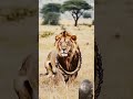 snake attack on lion lion wildlife wilddiscovery animals snake