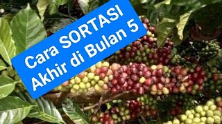 Penentuan Bahan | Sortasi Akhir untuk 2025 #kopi #tutorial  #trik #tutorial