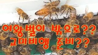 윙윙 양봉)19년6월20일_교미 비행을 준비하는 여왕벌??