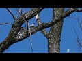 可愛い！シマエナガの巣作り　part2　 long tailed tit building nest 2