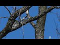 可愛い！シマエナガの巣作り　part2　 long tailed tit building nest 2