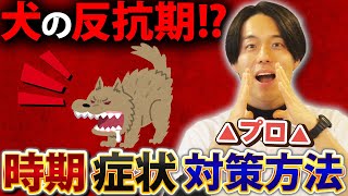 【犬しつけ】犬の生涯で訪れるワンちゃんの反抗期！時期・症状・対策について【トレーニング】