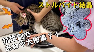 猫の尿にストルバイト結晶が…治療と経過について🙀🏥