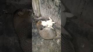 কার বাসায় এমন বিড়াল কবুতর আছে #foryou #cat #shortsviral