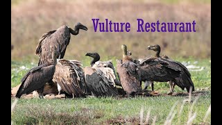 Vulture Restaurants | Cambodian Vulture Restaurants | Cam Nature| Red-headed Vulture |