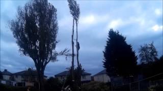 arborist large tree dismantle