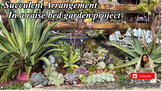 Succulent Arrangement in a raised bed garden project