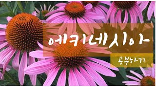 에키네시아(Echinacea)는 어떤 꽃일까? / 에키네시아에 대해 알아보기 / All About Echinacea