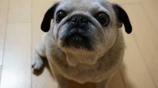 パグのおねだり！おやつが欲しいアピール！Pug