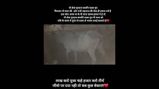 Gau mata ki seva#viralvideo #video #sports #trending #ગૌ સેવા ગ્રૂપ એજ સમાધિ વાળા ગ્રૂપ નિરાધાર ની..