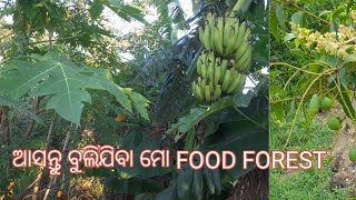 ଅନୂର୍ବର୍ ଜମି କୁ କିପରି ଏକ ସବୁଜିମା food forest ରେ convert କରିବେ l How to make a food forest