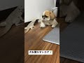 トカゲが犬を驚かした結果🦎 フトアゴヒゲトカゲ シーズー shorts